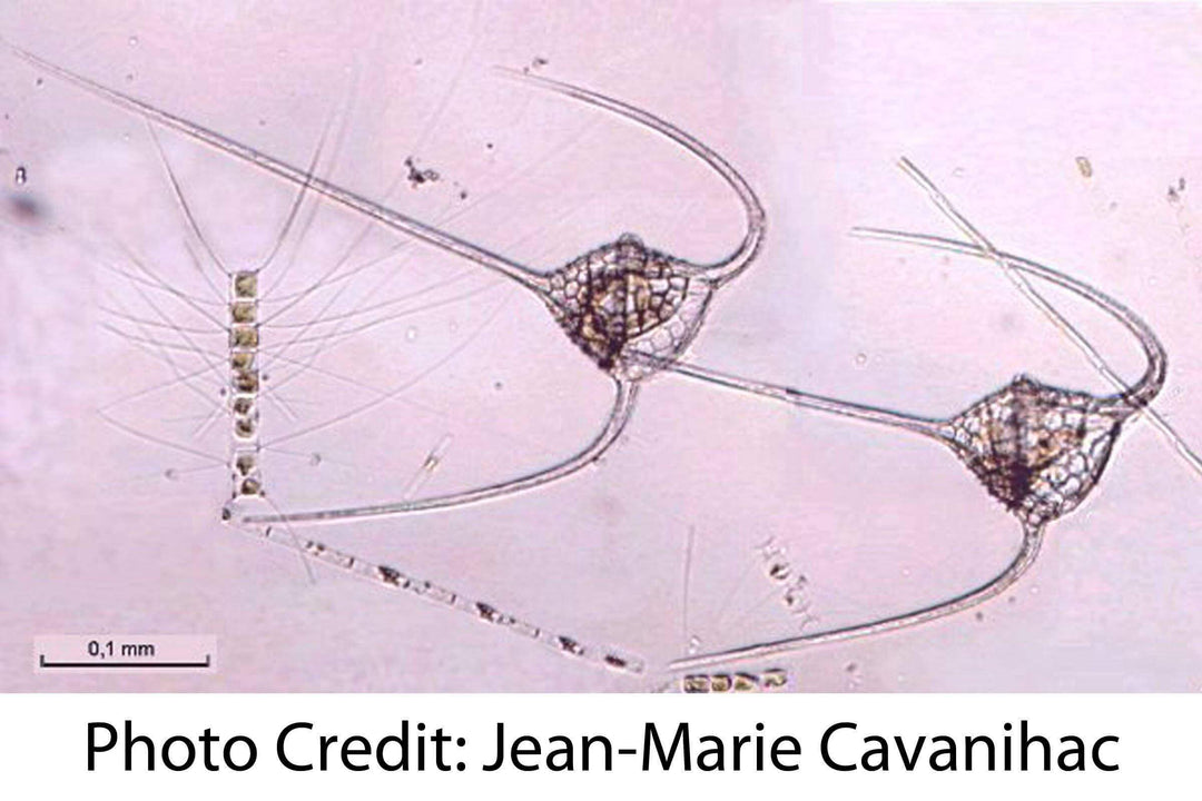 Ceratium Dinoflagellate Jean-Marie Cavanihac