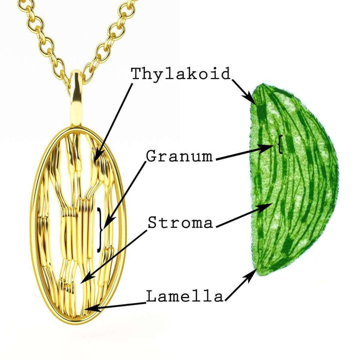Chloroplast Pendant Labeled thylakoid granum stroma lamella