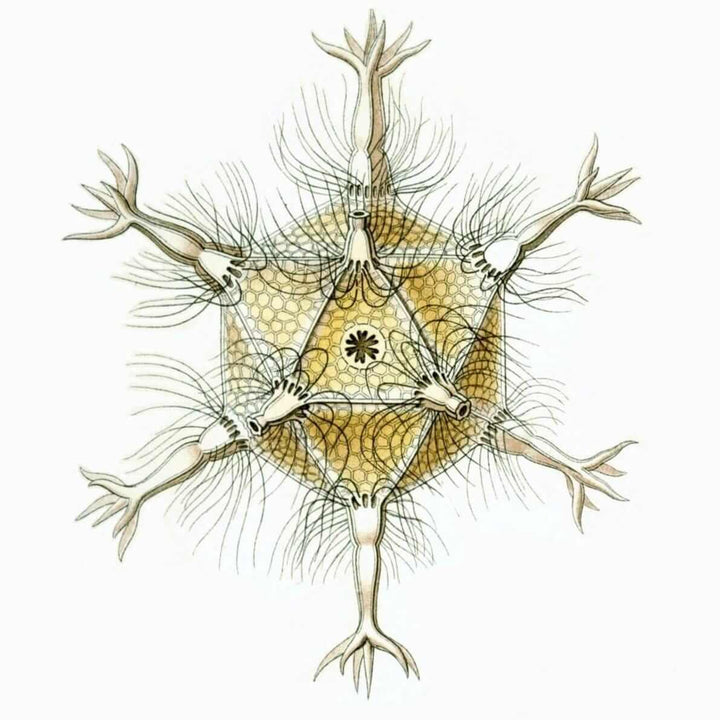 Circogonia Radiolarian Ernst Haeckel Illustration