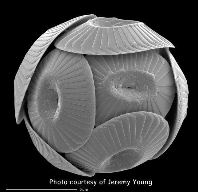 coccolithophore coccolithus silver electron micrograph