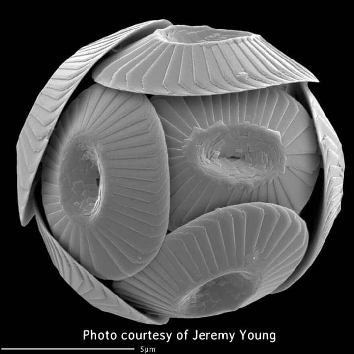 electron micrograph of Coccolithus pelagicus coccolithophore
