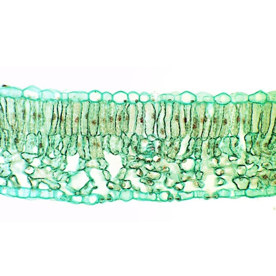 dicot leaf cross section micrograph