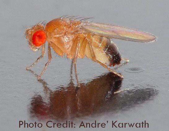 Drosophila Fruit Fly Pendant [Ontogenie Science Jewelry]