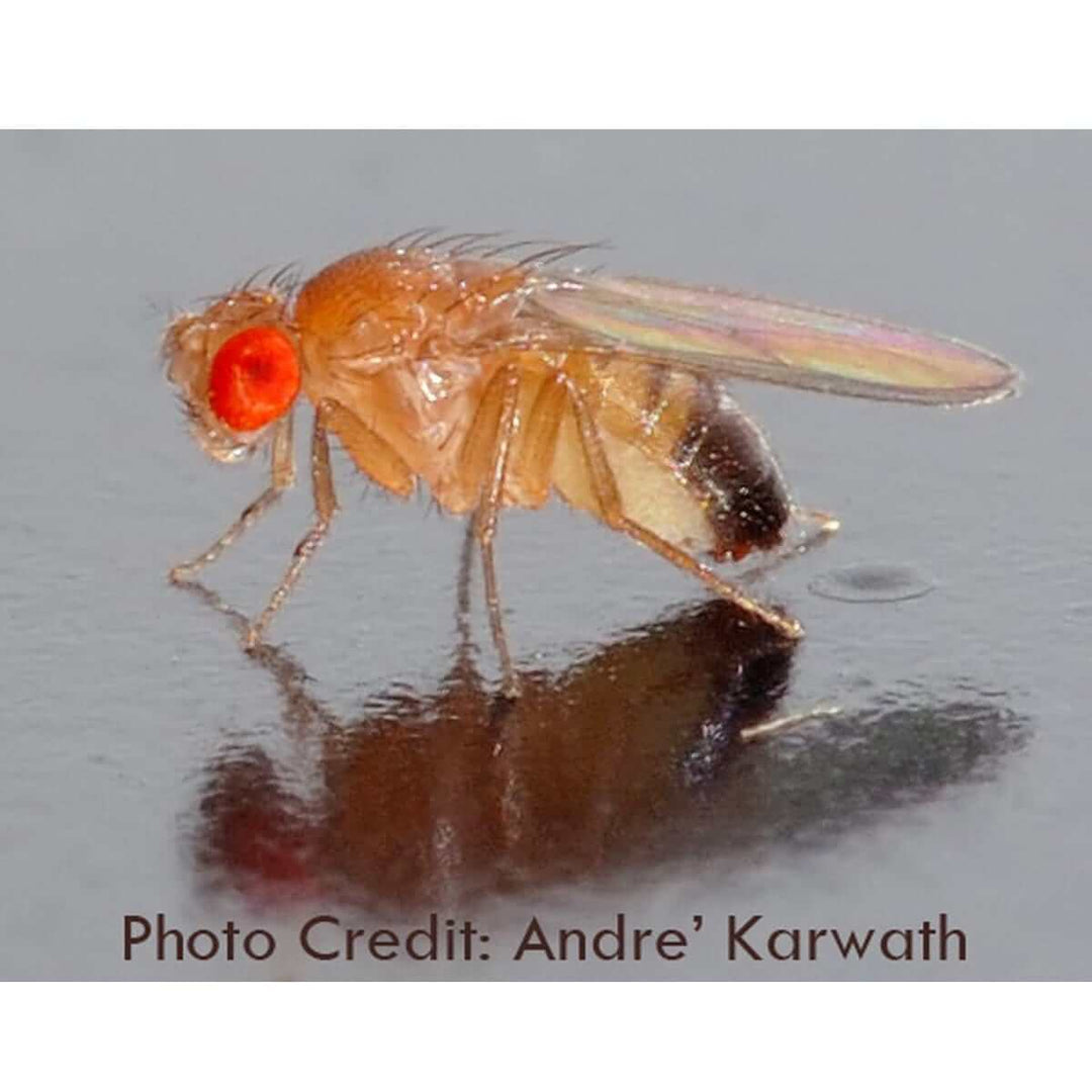 Drosophila Fruchtfliege Ohrringe