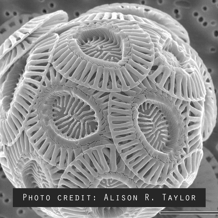 Emiliania huxleyi electron micrograph