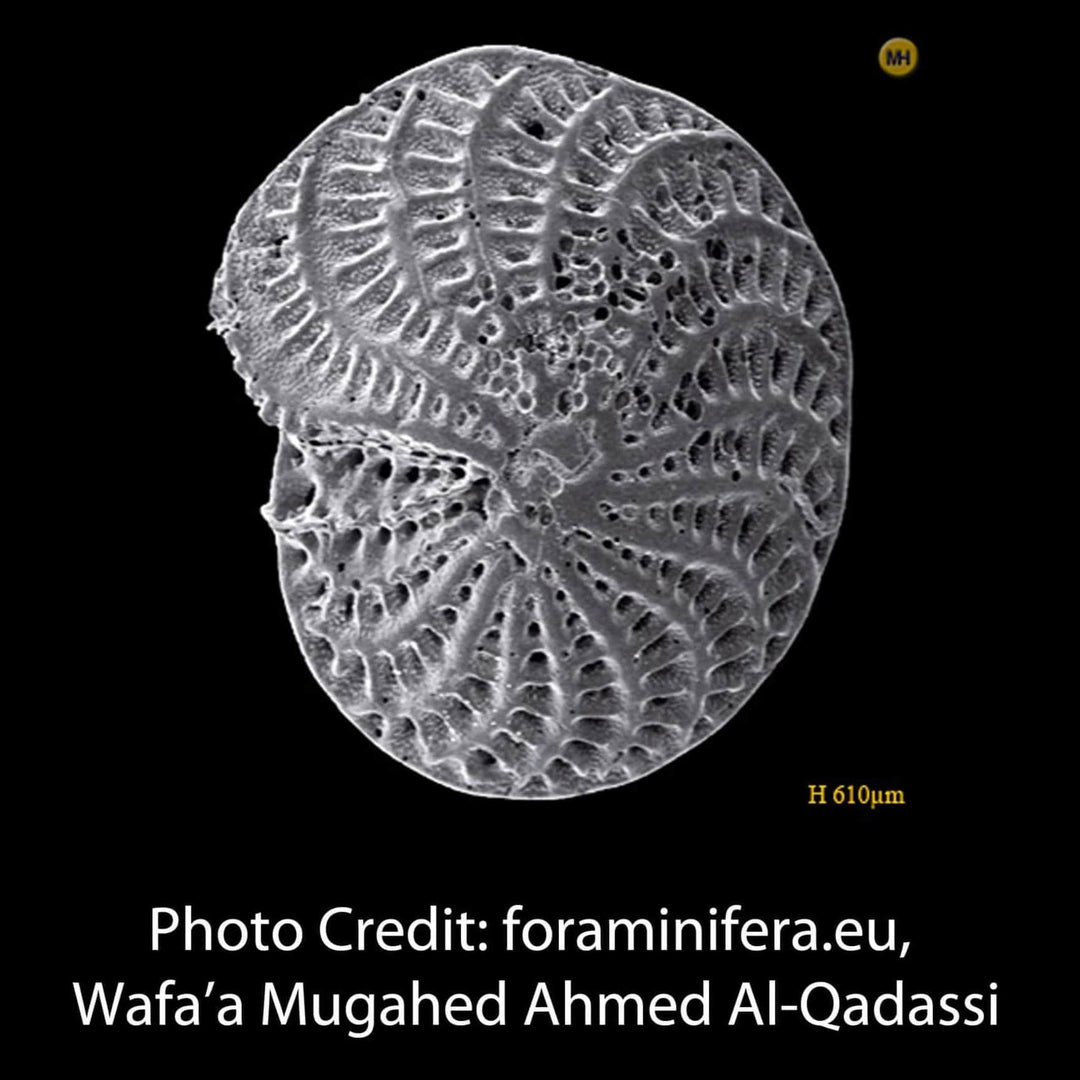 Elphidium Foraminifera micrograph Wafa'a Mugahed Ahmed Al-Qadassi
