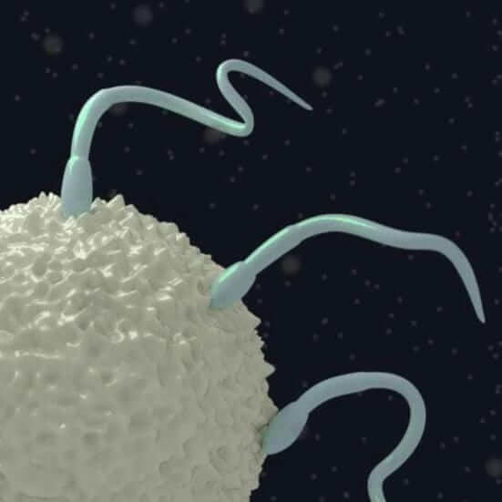Sperm penetrating egg graphic