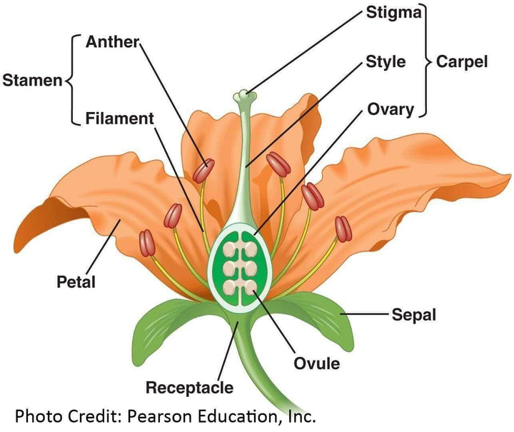 Floral Anatomy Figure Pearson Education [Ontogenie Science Jewelry] 