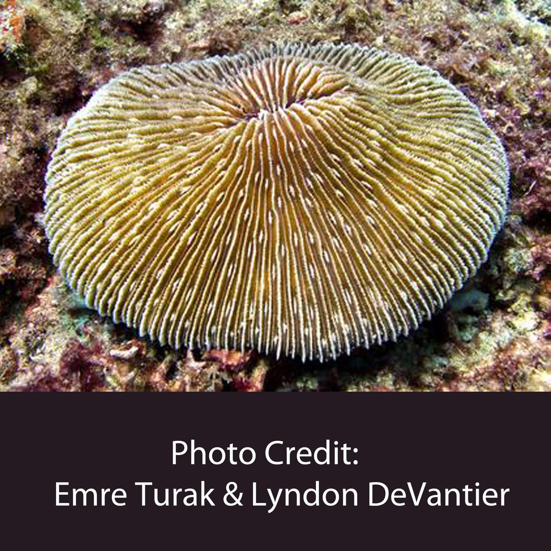 photo of Fungia stony coral