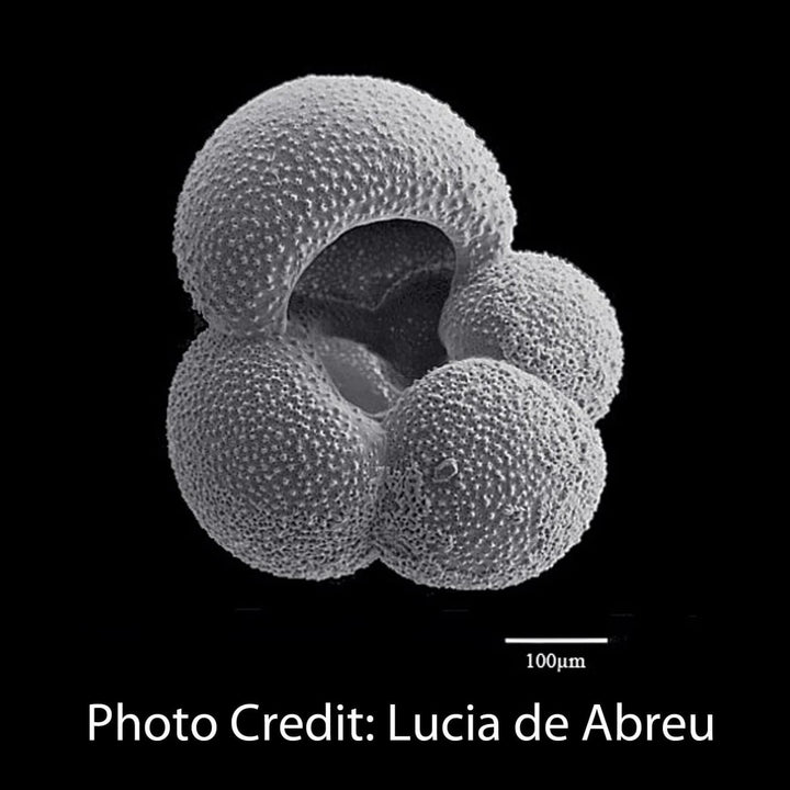 Globigerina Foraminifera micrograph lucia de abreu [Ontogenie Science Jewelry] 