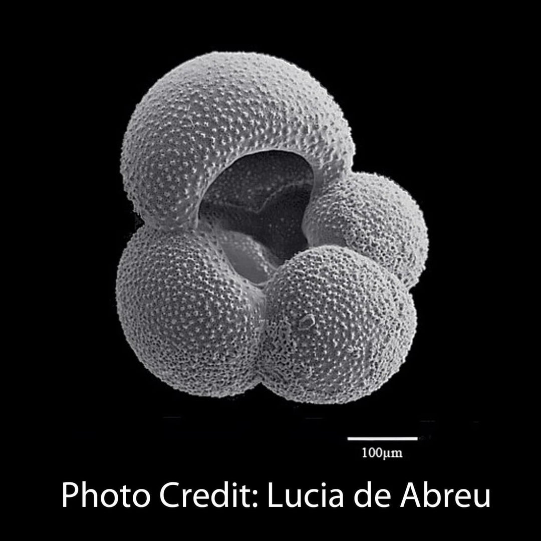 Globigerina Foraminifera micrograph lucia de abreu [Ontogenie Science Jewelry] 