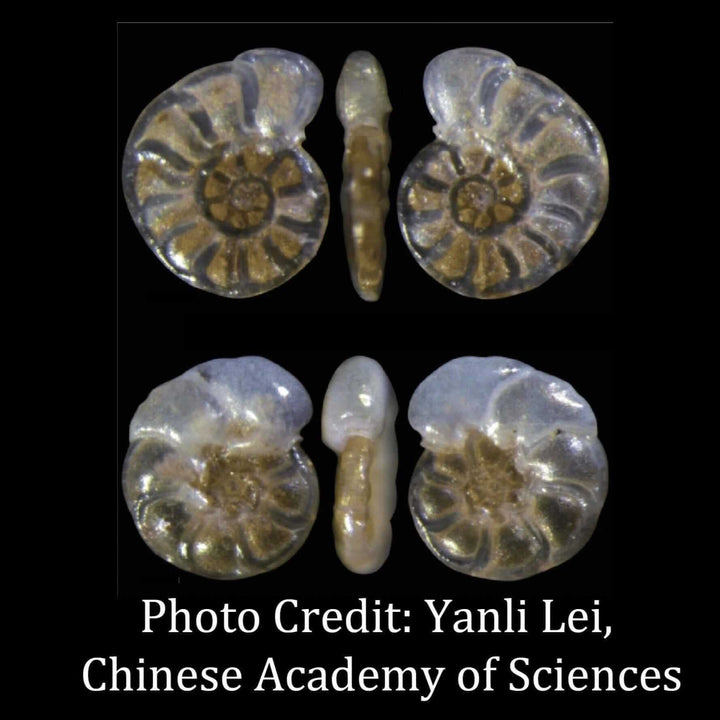 Hyalinea Foraminifera micrograph yanli lei [Ontogenie Science Jewelry] 