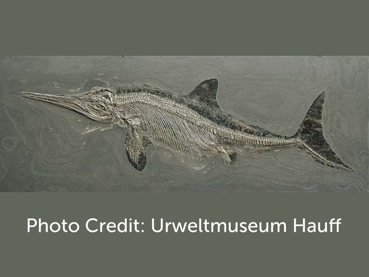 Ichthyosaur photo urweltmuseum hauff [Ontogenie Science Jewelry] 