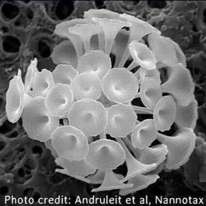 Coccolithophore 'Discosphaera'  micrograph Andruleit