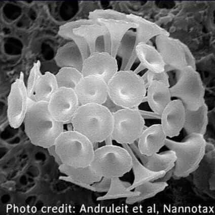 Coccolithophore 'Discosphaera' Micrograph Andruleit Nannotax [Ontogenie Science Jewelry] 