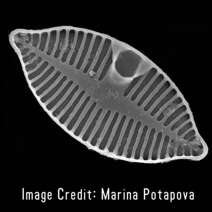 Diatom Planothidium Pendant [Ontogenie Science Jewelry]