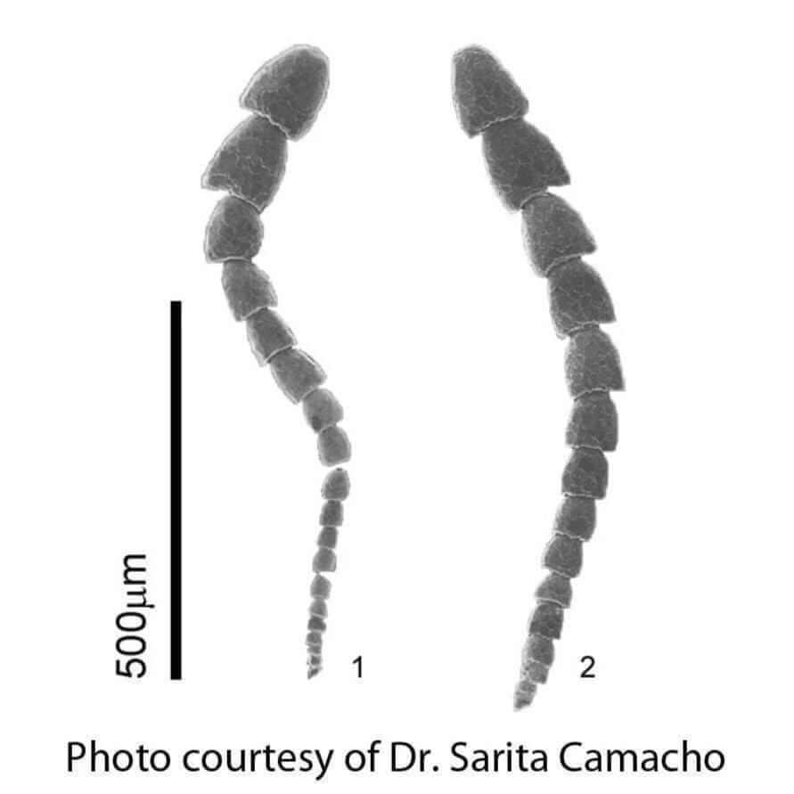 Foraminifera 'Leptohalysis'  Sarita Camacho micrograph [Ontogenie Science Jewelry] 