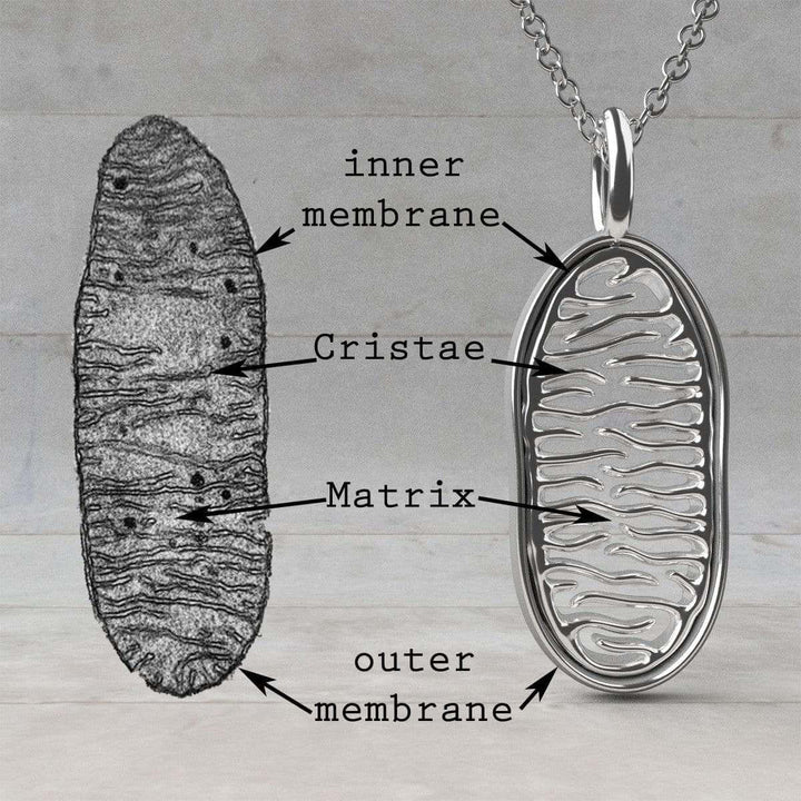 sterling silver mitochondrion cell biology pendant  [Ontogenie Science Jewelry]