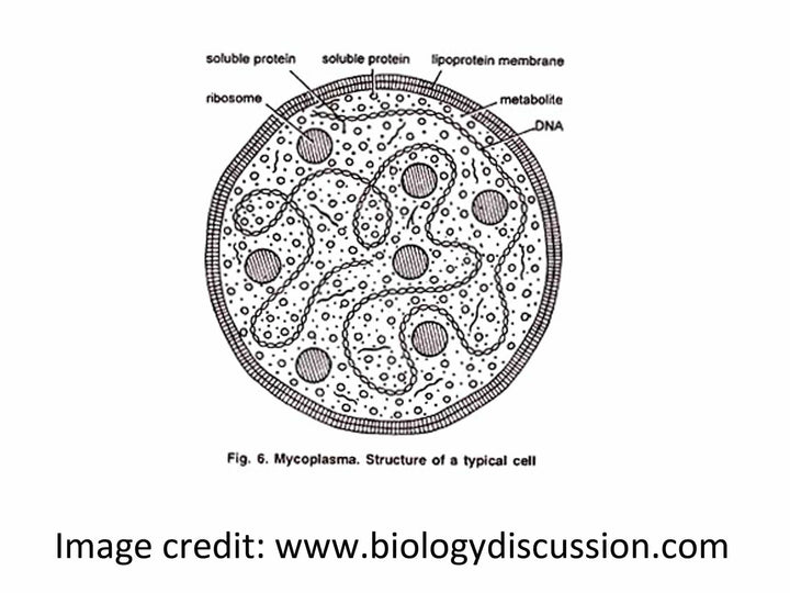 Mycoplasma Bacterium [Ontogenie Science Jewelry] 