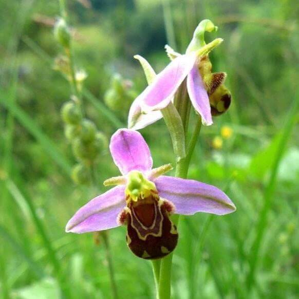 Bee Orchid Ophrys [Ontogenie Science Jewelry] 