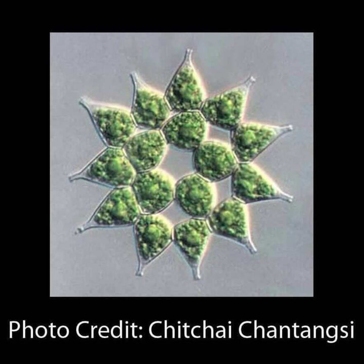 Pediastrum Alga Photo Chitchai Chantangsi [Ontogenie Science Jewelry] 