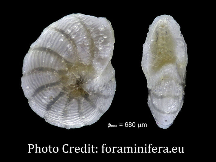 Peneroplis Foraminifera Micropaleontology
