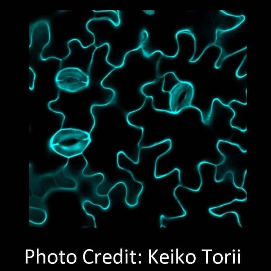 Plant Stomata fluorescent micrograph keiko torii [Ontogenie Science Jewelry]