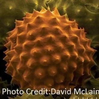 Ragweed Pollen micrograph david mclain [Ontogenie Science Jewelry] 