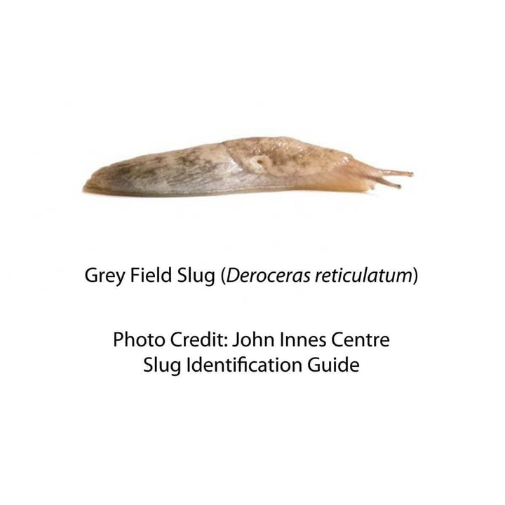 photograph of the slug deroceras reticulatum