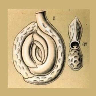 Spiroloculina nitida Foraminifera ernst haeckel [Ontogenie Science Jewelry] 