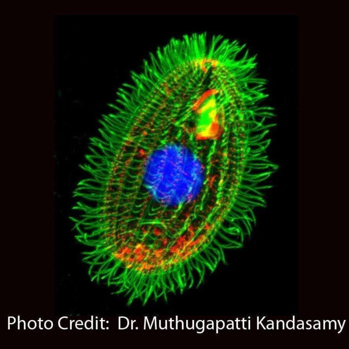 Tetrahymena Ciliate micrograph muthugapatti kandasmy [Ontogenie Science Jewelry] 
