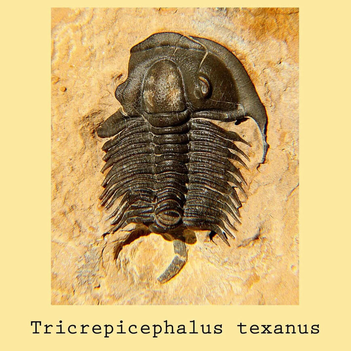 trilobite tricrepicephalus  texanus ontogenie science jewelry