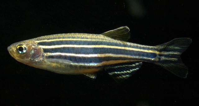 Zebrafish Danio rerio photograph [Ontogenie Science Jewelry]